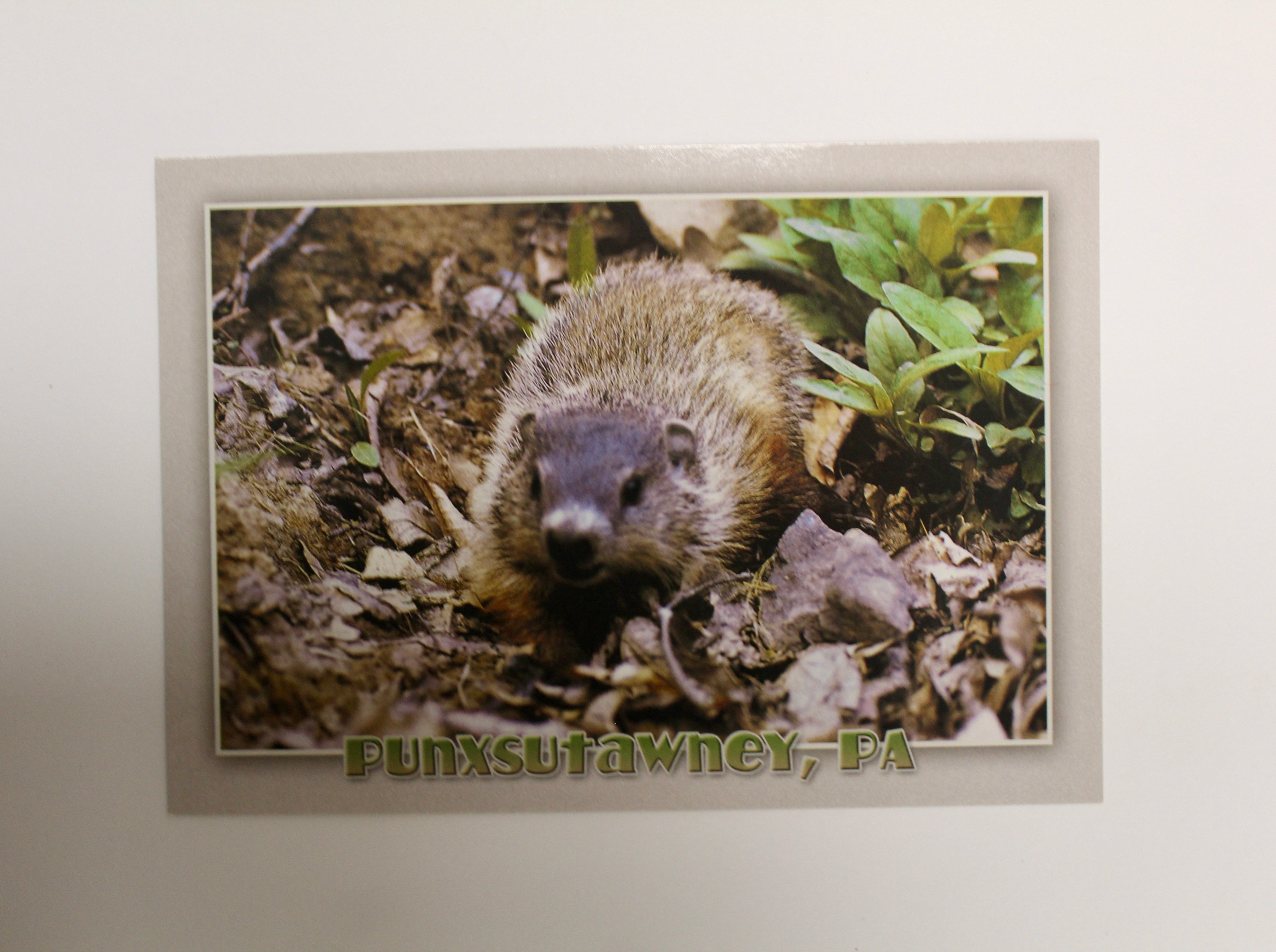 Punxsutawney Phil Postcard - Gray Background-Groundhog Stuff