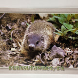 Punxsutawney Phil Postcard - Gray Background