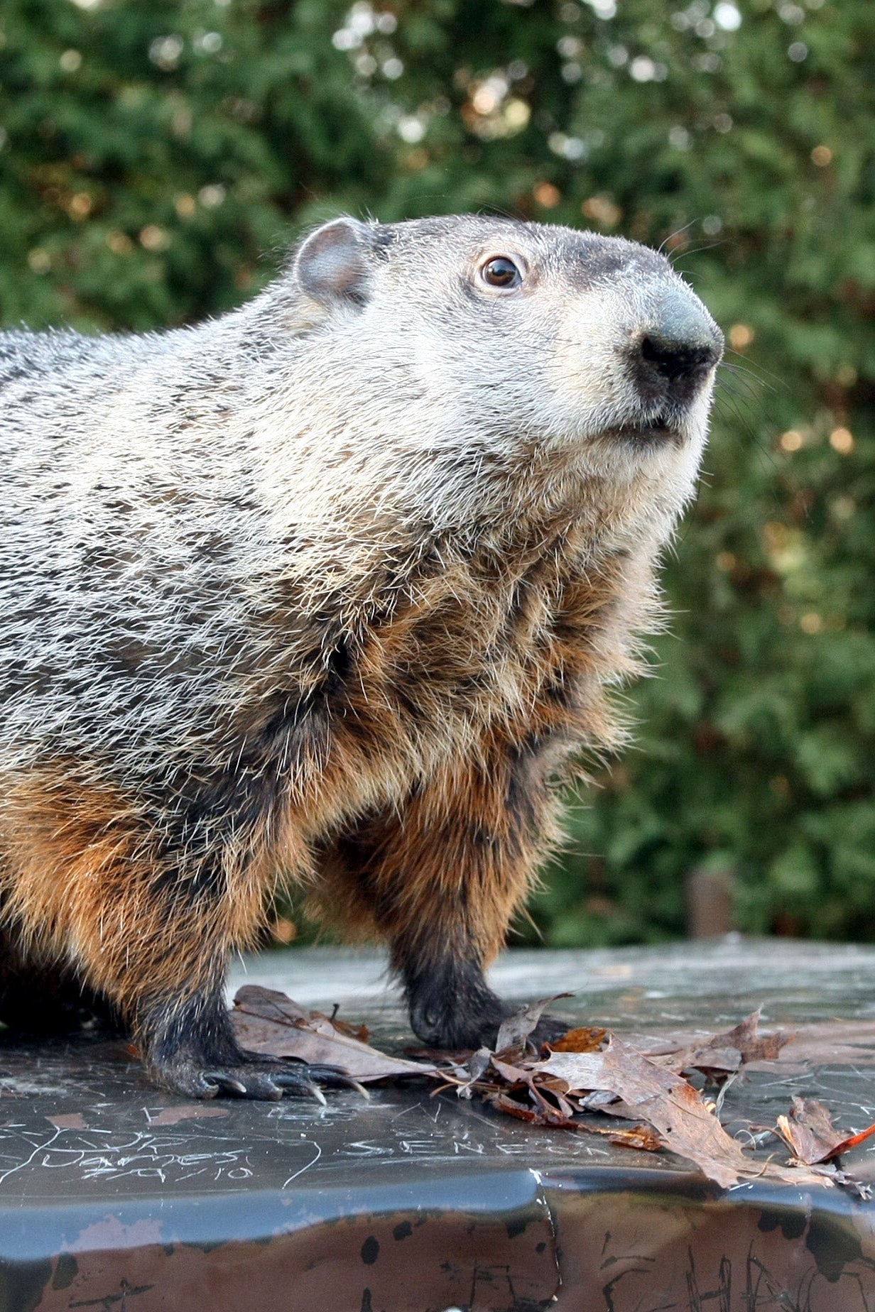 Groundhog Stuff | Official Souvenirs from Punxsutawney Phil